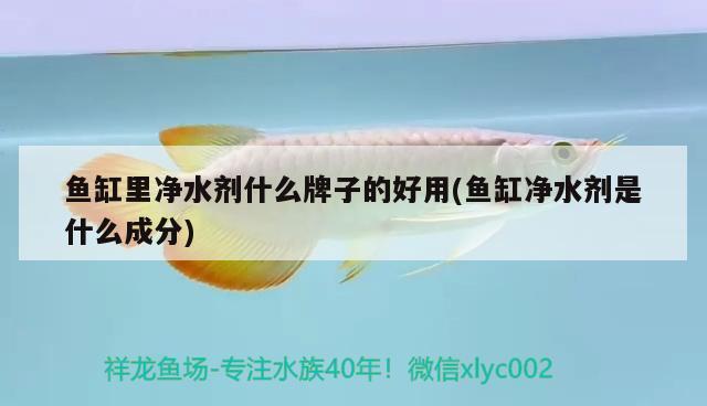 鱼缸里净水剂什么牌子的好用(鱼缸净水剂是什么成分) 红眼黄化幽灵火箭鱼|皇家火箭鱼