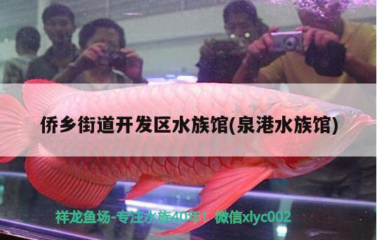 侨乡街道开发区水族馆(泉港水族馆) 印尼四纹虎