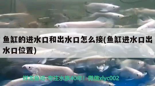 鱼缸的进水口和出水口怎么接(鱼缸进水口出水口位置) 观赏鱼饲料