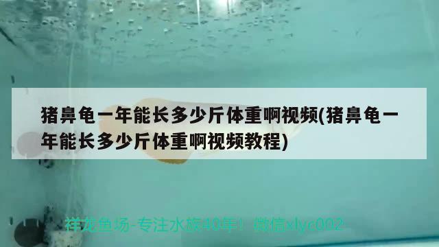 猪鼻龟一年能长多少斤体重啊视频(猪鼻龟一年能长多少斤体重啊视频教程)