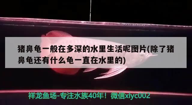 猪鼻龟一般在多深的水里生活呢图片(除了猪鼻龟还有什么龟一直在水里的)