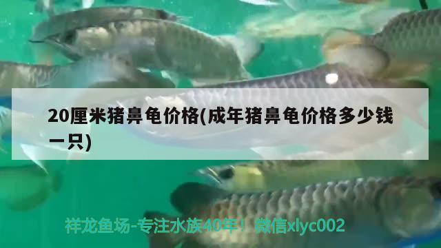 20厘米猪鼻龟价格(成年猪鼻龟价格多少钱一只)