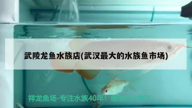 武陵龙鱼水族店(武汉最大的水族鱼市场) 三间鼠鱼苗