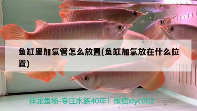 鱼缸里加氧管怎么放置(鱼缸加氧放在什么位置) 祥龙水族护理水