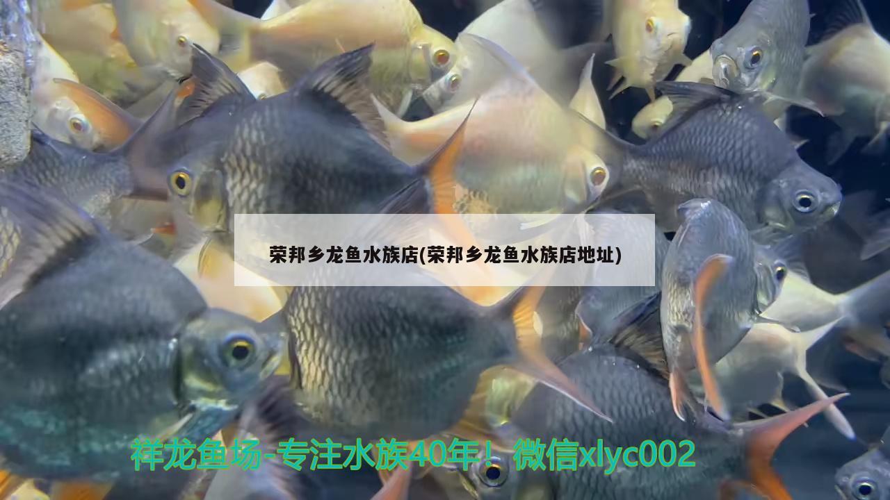 荣邦乡龙鱼水族店(荣邦乡龙鱼水族店地址) 观赏鱼市场