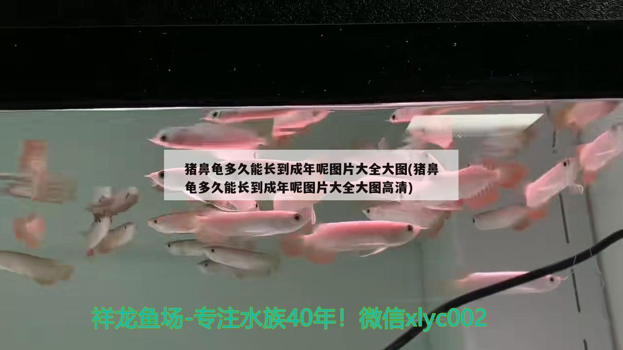 猪鼻龟多久能长到成年呢图片大全大图(猪鼻龟多久能长到成年呢图片大全大图高清) 猪鼻龟