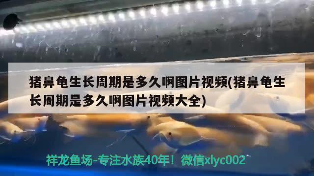 猪鼻龟生长周期是多久啊图片视频(猪鼻龟生长周期是多久啊图片视频大全)