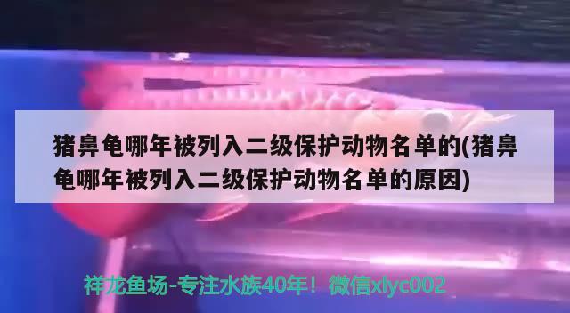 猪鼻龟哪年被列入二级保护动物名单的(猪鼻龟哪年被列入二级保护动物名单的原因)