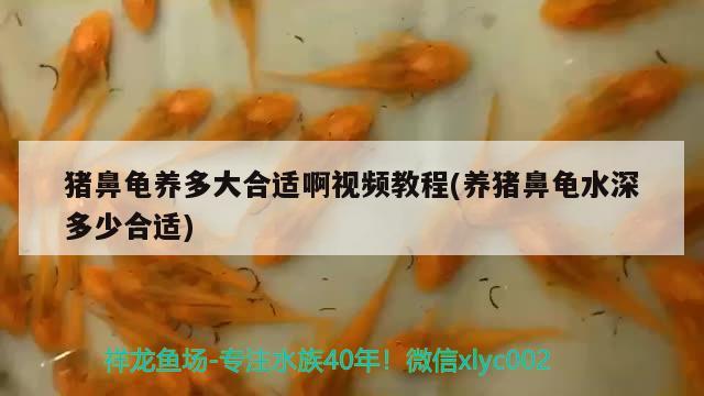 猪鼻龟养多大合适啊视频教程(养猪鼻龟水深多少合适)