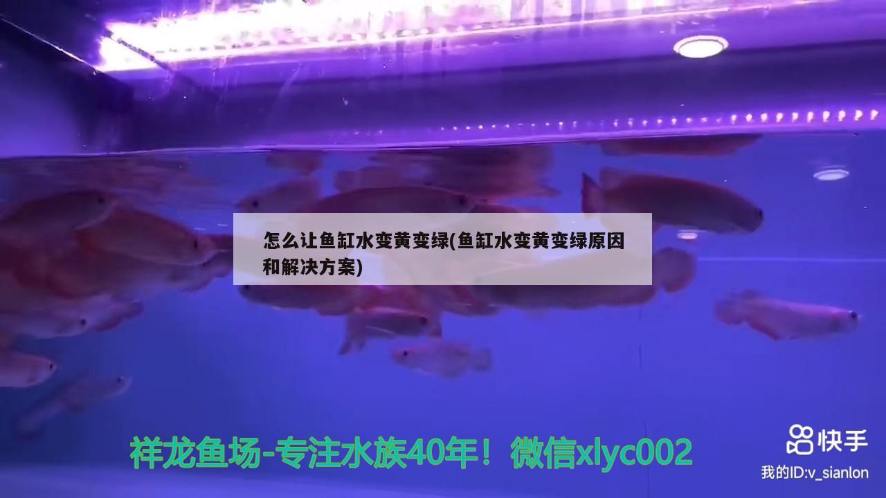 怎么让鱼缸水变黄变绿(鱼缸水变黄变绿原因和解决方案)