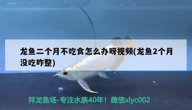 龙鱼二个月不吃食怎么办呀视频(龙鱼2个月没吃咋整) 白玉红龙鱼