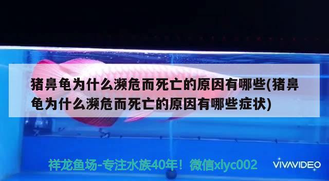 猪鼻龟为什么濒危而死亡的原因有哪些(猪鼻龟为什么濒危而死亡的原因有哪些症状)