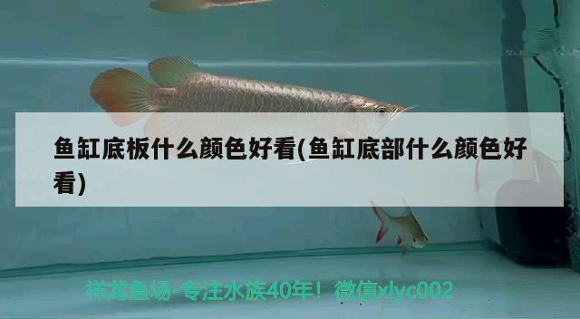 鱼缸底板什么颜色好看(鱼缸底部什么颜色好看) 电鳗 第3张