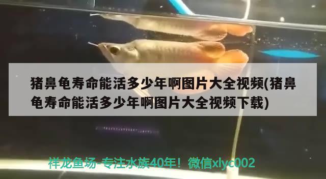 猪鼻龟寿命能活多少年啊图片大全视频(猪鼻龟寿命能活多少年啊图片大全视频下载) 猪鼻龟