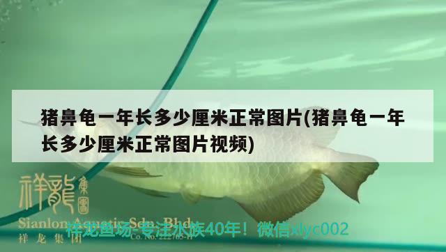 猪鼻龟一年长多少厘米正常图片(猪鼻龟一年长多少厘米正常图片视频) 猪鼻龟