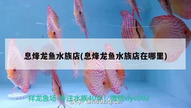 息烽龙鱼水族店(息烽龙鱼水族店在哪里)