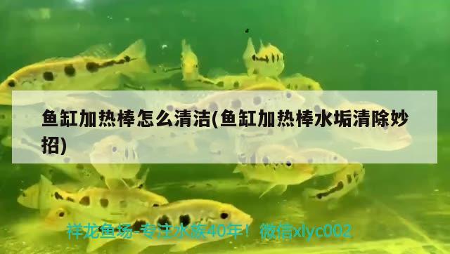 鱼缸加热棒怎么清洁(鱼缸加热棒水垢清除妙招) 苏虎苗（苏门答腊虎鱼苗）