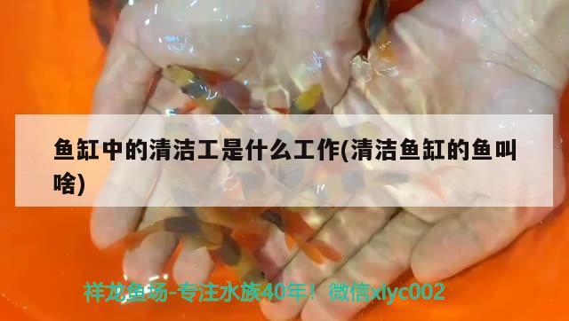 鱼缸中的清洁工是什么工作(清洁鱼缸的鱼叫啥) 广州水族批发市场