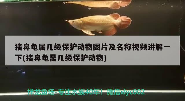 猪鼻龟属几级保护动物图片及名称视频讲解一下(猪鼻龟是几级保护动物) 猪鼻龟