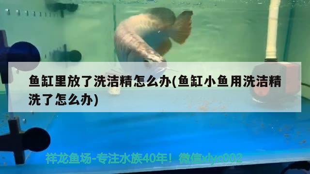 鱼缸里放了洗洁精怎么办(鱼缸小鱼用洗洁精洗了怎么办) 祥龙鱼场品牌产品