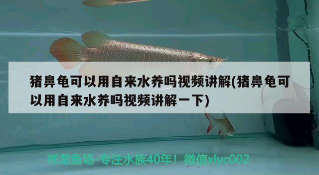 猪鼻龟可以用自来水养吗视频讲解(猪鼻龟可以用自来水养吗视频讲解一下) 猪鼻龟