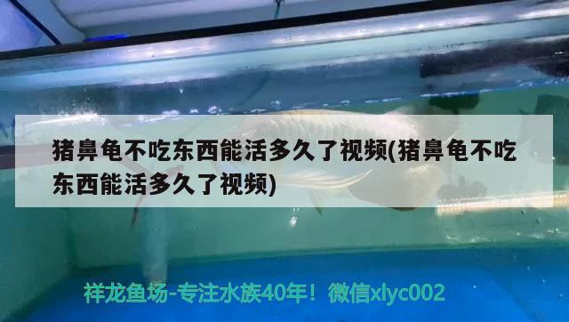 猪鼻龟不吃东西能活多久了视频(猪鼻龟不吃东西能活多久了视频) 猪鼻龟