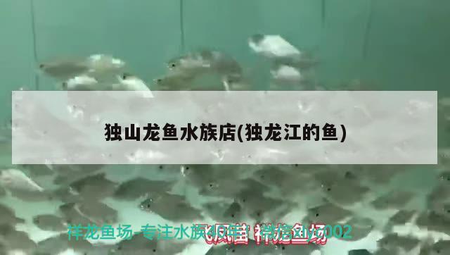 独山龙鱼水族店(独龙江的鱼) 新加坡号半红龙鱼（练手级红龙鱼）