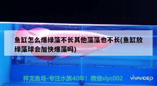 鱼缸怎么爆绿藻不长其他藻藻也不长(鱼缸放绿藻球会加快爆藻吗)