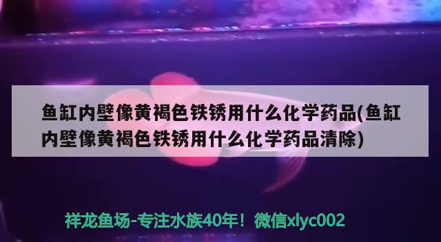 鱼缸内壁像黄褐色铁锈用什么化学药品(鱼缸内壁像黄褐色铁锈用什么化学药品清除)