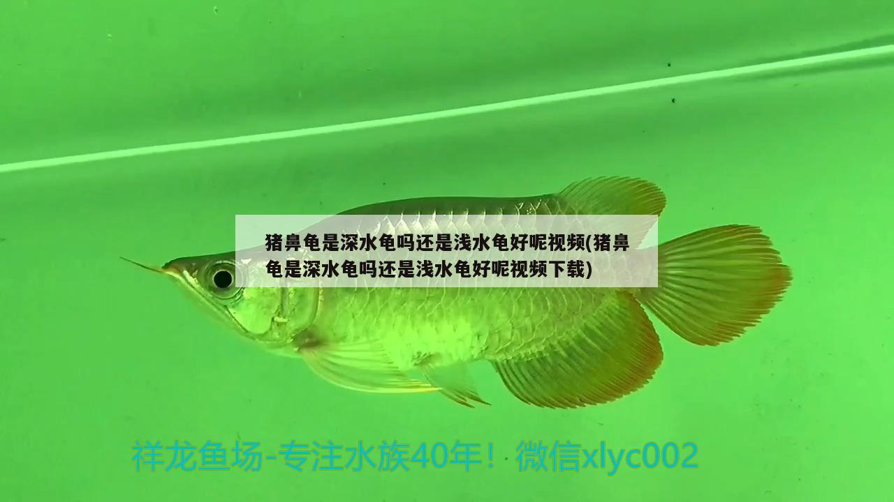 猪鼻龟是深水龟吗还是浅水龟好呢视频(猪鼻龟是深水龟吗还是浅水龟好呢视频下载)