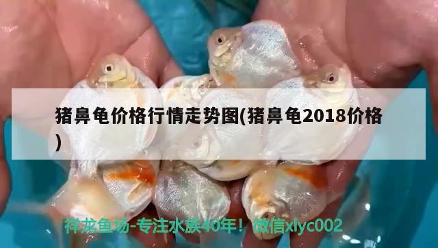 猪鼻龟价格行情走势图(猪鼻龟2018价格) 猪鼻龟