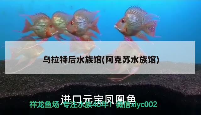 乌拉特后水族馆(阿克苏水族馆) 蓝帆三间鱼