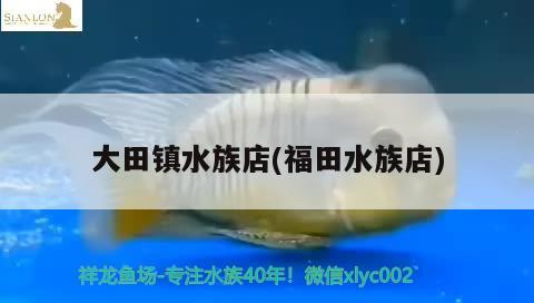 大田镇水族店(福田水族店) 锦鲤鱼