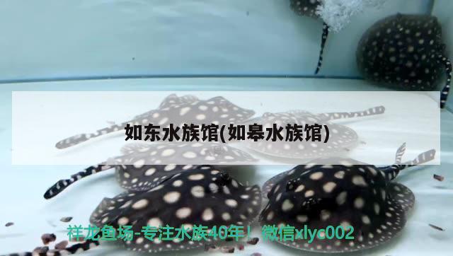 如东水族馆(如皋水族馆) 刀鱼鱼