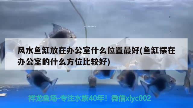 风水鱼缸放在办公室什么位置最好(鱼缸摆在办公室的什么方位比较好) 鱼缸风水