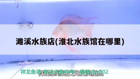 濉溪水族店(淮北水族馆在哪里) 黄金达摩鱼 第1张