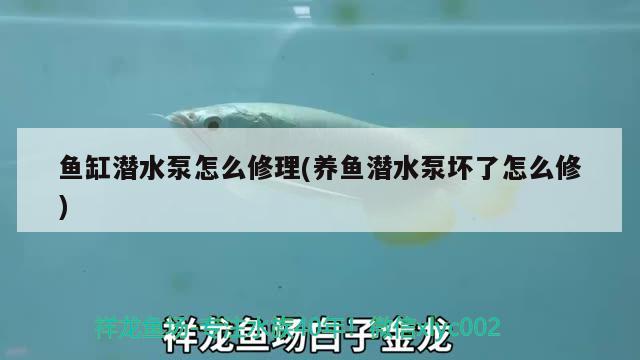 鱼缸潜水泵怎么修理(养鱼潜水泵坏了怎么修) 潜水艇鱼