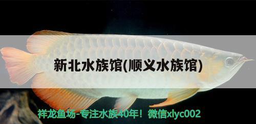 新北水族馆(顺义水族馆) 杰西卡恐龙鱼