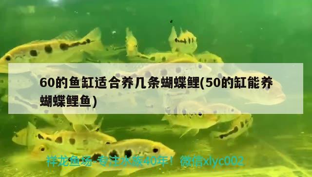 60的鱼缸适合养几条蝴蝶鲤(50的缸能养蝴蝶鲤鱼) 蝴蝶鲤