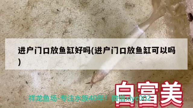 进户门口放鱼缸好吗(进户门口放鱼缸可以吗) 黄金眼镜蛇雷龙鱼 第2张