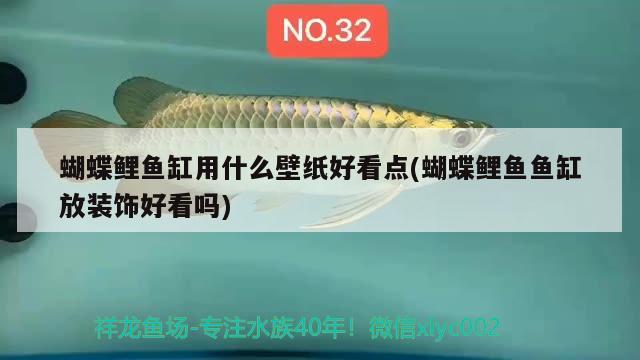 蝴蝶鲤鱼缸用什么壁纸好看点(蝴蝶鲤鱼鱼缸放装饰好看吗) 蝴蝶鲤