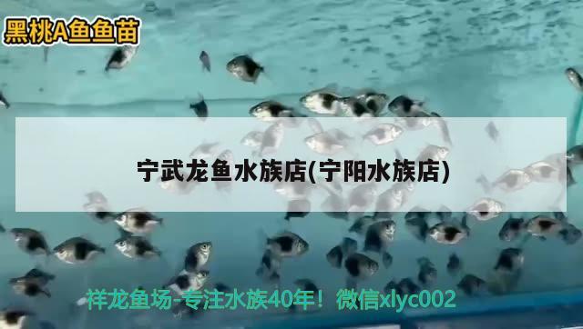 宁武龙鱼水族店(宁阳水族店)