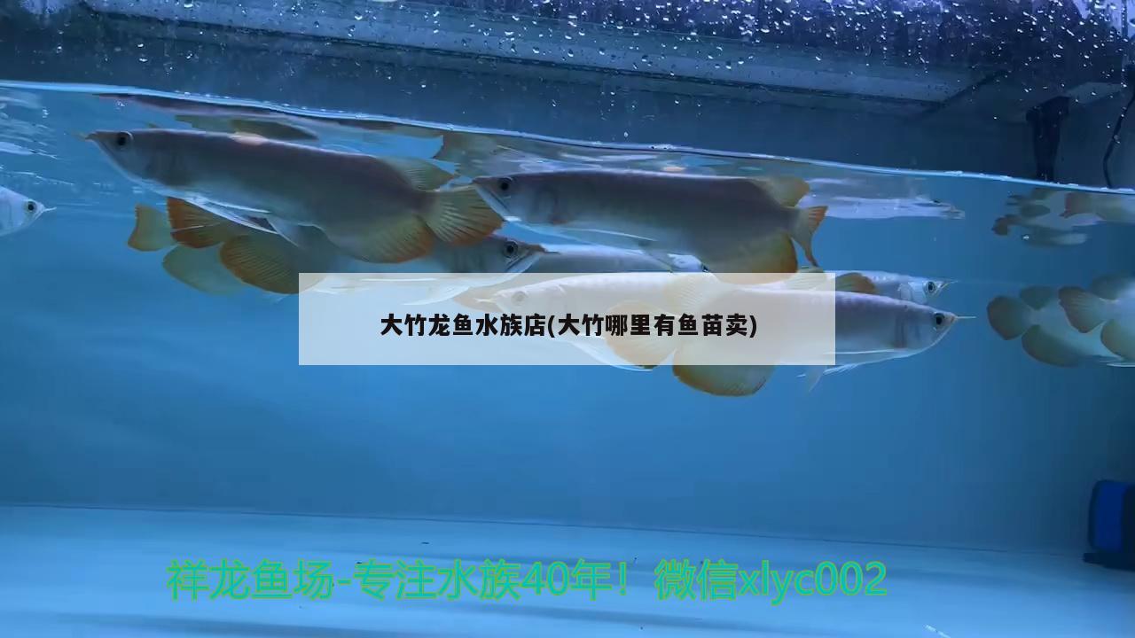 大竹龙鱼水族店(大竹哪里有鱼苗卖)