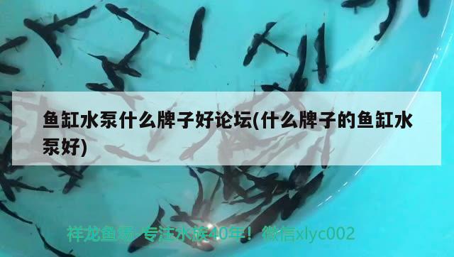 鱼缸水泵什么牌子好论坛(什么牌子的鱼缸水泵好) 鱼缸水泵