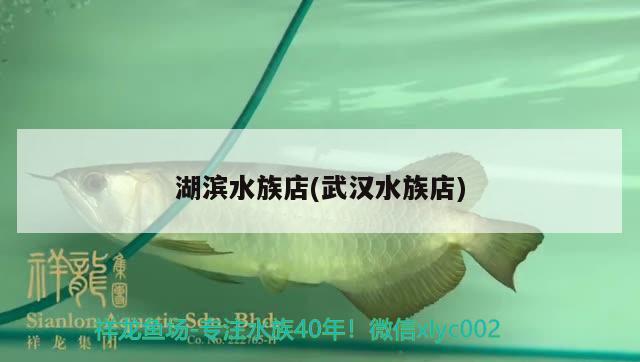 湖滨水族店(武汉水族店) 祥龙蓝珀金龙鱼