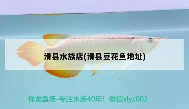 滑县水族店(滑县豆花鱼地址) 帝王血钻