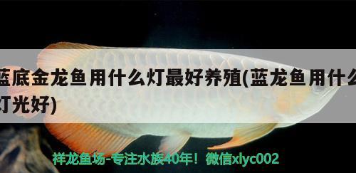 蓝底金龙鱼用什么灯最好养殖(蓝龙鱼用什么灯光好) 大湖红龙鱼