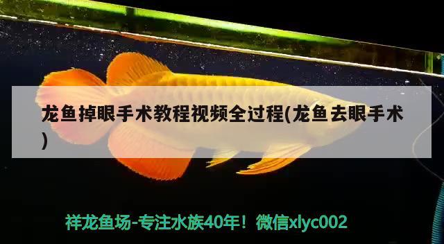 龙鱼掉眼手术教程视频全过程(龙鱼去眼手术) 祥龙进口元宝凤凰鱼