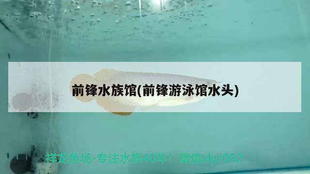 前锋水族馆(前锋游泳馆水头) 猪鼻龟