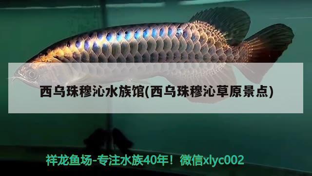 西乌珠穆沁水族馆(西乌珠穆沁草原景点) 超血红龙鱼